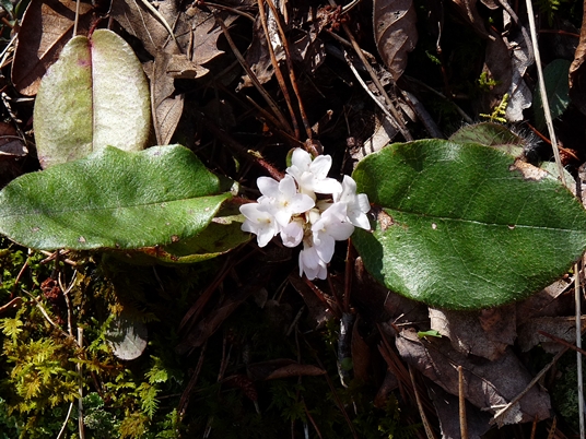 {Epigaea repens}